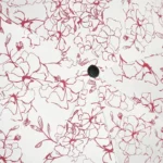 Parapluie pliable femme motif floral rouge sur fond blanc, élégant et pratique pour une protection stylée contre la pluie.