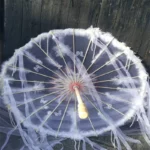 Parapluie mariage plumes transparent, bordures en tulle et motifs papillons, idéal pour cérémonie élégante et romantique.
