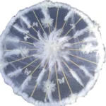 Parapluie mariage avec plumes blanches, fleurs et papillons décoratifs, parfait pour sublimer vos événements spéciaux et mariages.