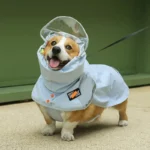 Chien Corgi portant un imperméable bleu avec col et visière intégrés, idéal pour rester au sec par temps de pluie. [Collection]