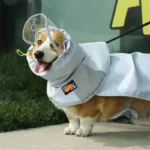 Chien Corgi avec imperméable gris, col et visière intégrés, parfait pour la promenade lors des jours de pluie. Élégance et praticité.