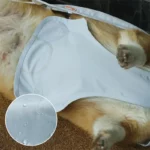 Chien allongé portant un imperméable avec col et visière intégrés, protégé de la pluie grâce à un design résistant et élégant.