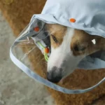 Chien avec imperméable à col et visière intégrés, protection pluie élégante et pratique pour sorties en plein air, [Collection]