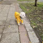 Petit chien blanc avec imperméable jaune à sangles sur le dos, manches courtes, sur trottoir automnal avec feuilles au sol.