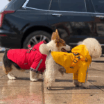 Chiens portant des imperméables rouges et jaunes à manches courtes, avec sangles sur le dos, idéaux pour les jours de pluie.