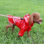Petit chien portant un imperméable rouge à boutons-pression, idéal pour les promenades sous la pluie, vu sur une pelouse avec laisse.