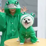 Chien portant un imperméable vert grenouille ludique, parfait pour la pluie, avec capuche dinosaure intégrée de la collection [Collection].