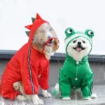 Chiens en imperméables : rouge dinosaure avec capuche et vert grenouille avec oreilles, sous la pluie, mode amusante pour animaux.