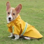 Chiot Corgi portant un imperméable jaune avec bandes réfléchissantes, parfait pour toutes les tailles de chien. Robuste et stylé.