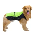 Golden retriever avec imperméable sans manche et sangle ventrale à clips, design coloré idéal pour rester sec lors des promenades.