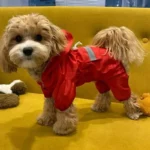 Chien portant une veste imperméable rouge à manches longues avec capuche intégrée, posé sur un canapé jaune à côté de jouets en peluche.