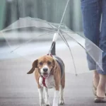 Joli parapluie laisse pour chien en ville.