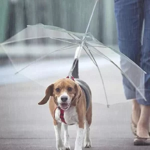 Joli parapluie laisse pour chien en ville.