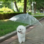 Parapluie laisse pour petit chien.