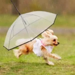 Joli parplauie trnasparent pour chien.