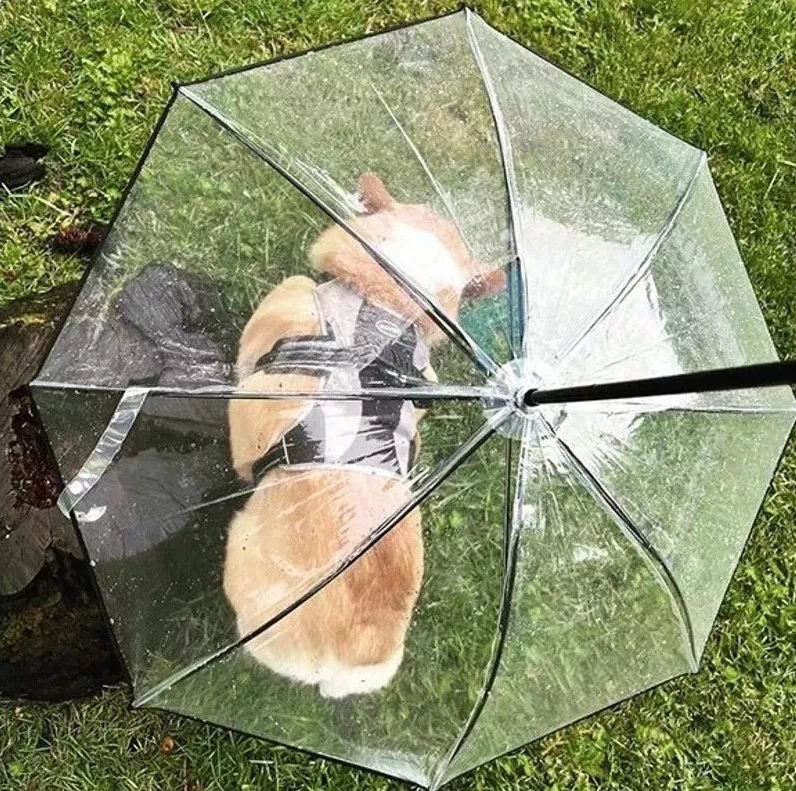 Très beau parplauie trnasparent pour chien.